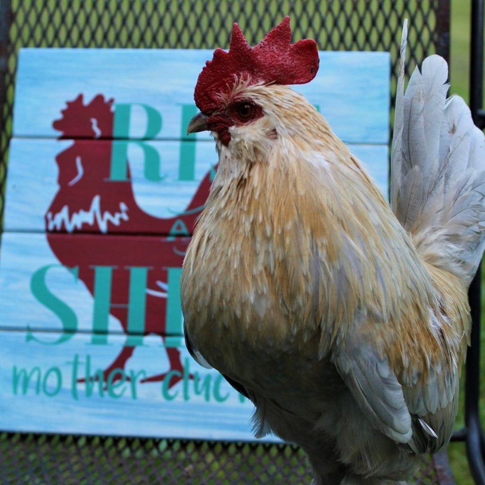 Meet your Posher, Tammy